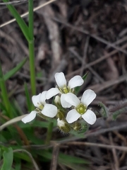 Crucihimalaya bursifolia