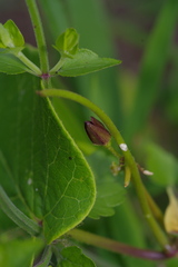 Matelea hirtelliflora