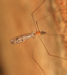 Neolimonia dumetorum