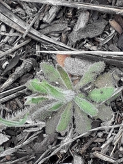 Crucihimalaya bursifolia
