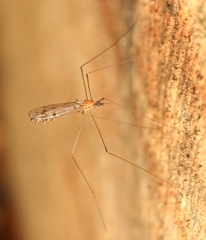 Neolimonia dumetorum