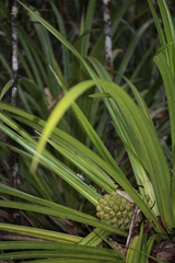 Pandanus bernardii
