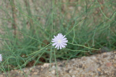 Lactuca tenerrima