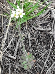 Crucihimalaya bursifolia