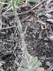 Crucihimalaya bursifolia