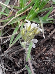Crucihimalaya bursifolia
