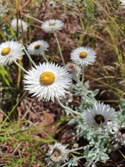 Coronidium newcastlianum