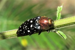 Diphucrania leucosticta
