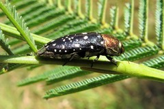 Diphucrania leucosticta