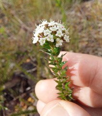 Platysace stephensonii