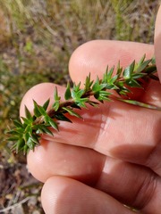 Platysace stephensonii