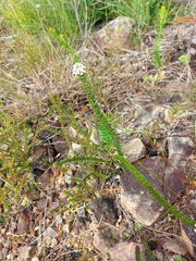 Platysace stephensonii