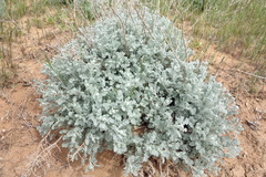 Artemisia fragrans