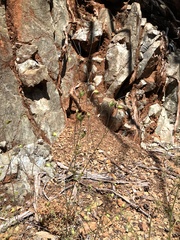 Cordylanthus pringlei