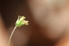 Cordylanthus pringlei