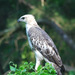 Changeable Hawk-Eagle - Photo (c) Tan Kok Hui, some rights reserved (CC BY-NC)