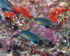 Pycnochromis vanderbilti