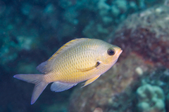 Chromis ovalis
