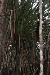 Pandanus lacuum
