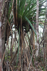 Pandanus lacuum