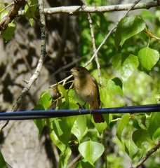 Phoenicurus phoenicurus