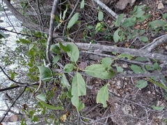 Cordia sonorae