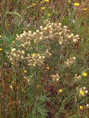 Andryala integrifolia
