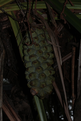 Pandanus lacuum observed 2020-02-16