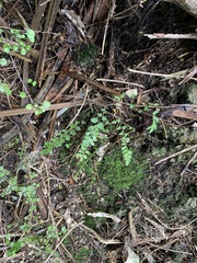 Blechnum molle
