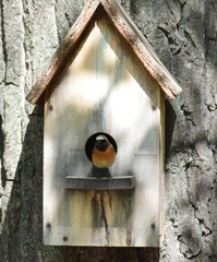 Phoenicurus phoenicurus