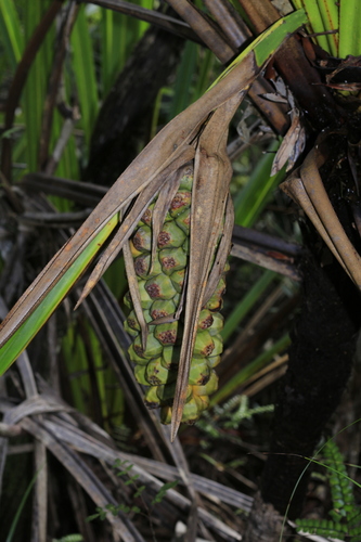 Pandanus lacuum observed 2018-06-10