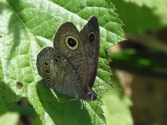 Ypthima argus