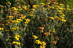Pentzia trifida