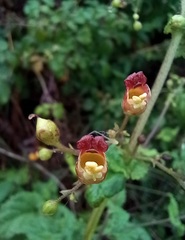 Scrophularia scorodonia