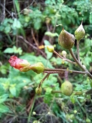 Scrophularia scorodonia