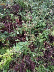 Scrophularia scorodonia