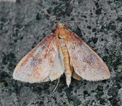 Anarmodia