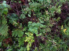 Scrophularia scorodonia