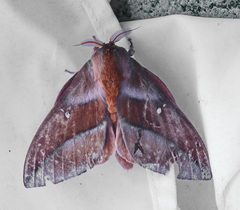 Othorene bernardoespinozai