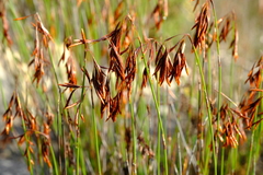 Thamnochortus fraternus