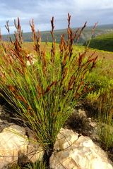 Thamnochortus fraternus