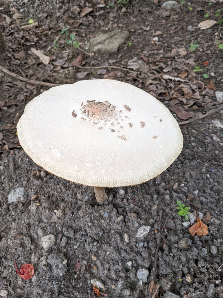 Chlorophyllum molybdites · May 2022 · photo: © raingel (iNaturalist, cc-by)