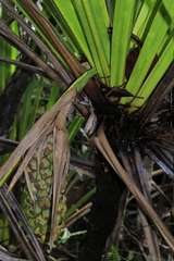 Pandanus lacuum