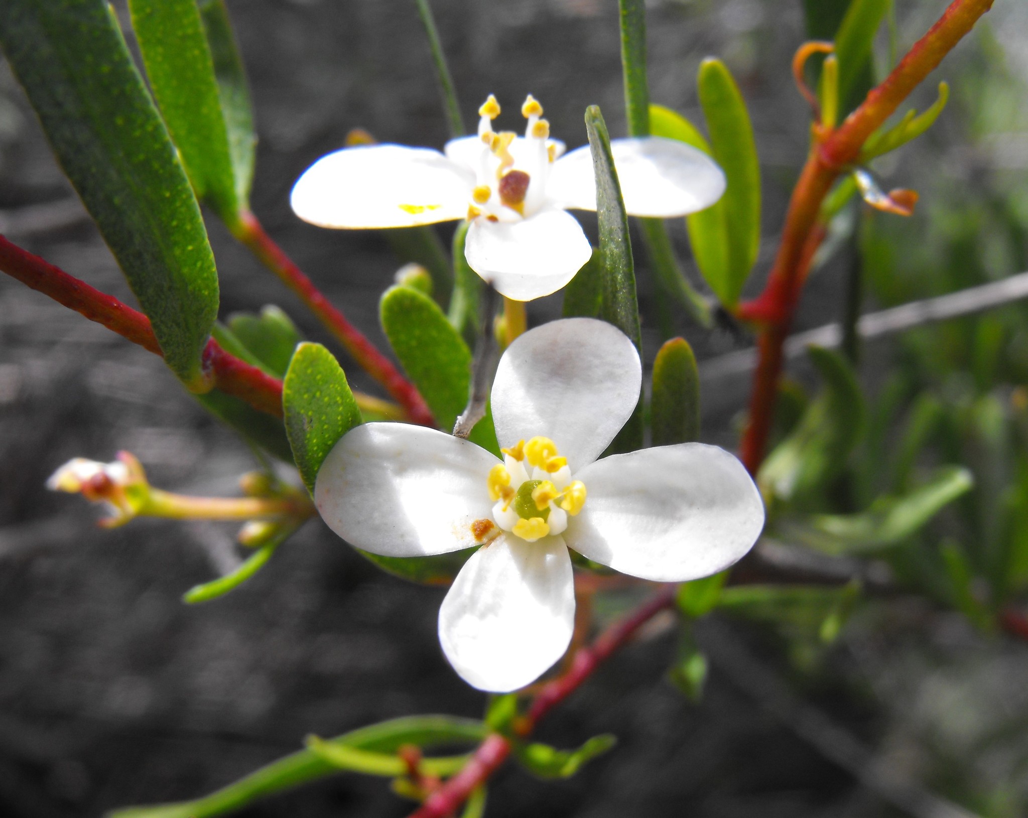 Cneoridium