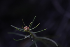 Erigeron serpentinus