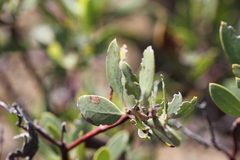 Arctostaphylos bakeri sublaevis