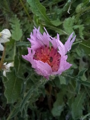 Centaurea pullata