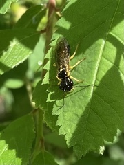 Pamphilius balteatus