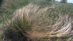 Stipa tirsa