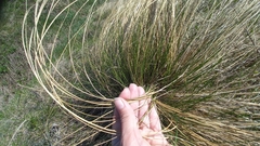 Stipa tirsa